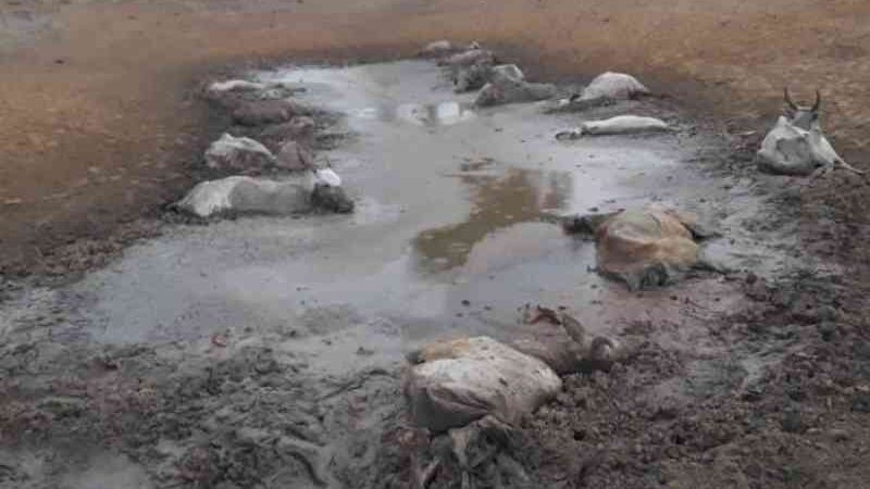 Pecuarista de MS deixa 236 bovinos sem comida e animais morrem aos poucos