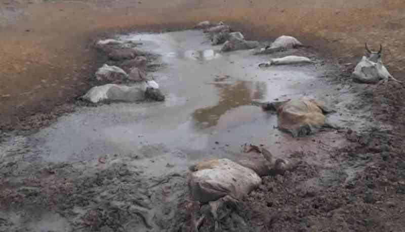Pecuarista de MS deixa 236 bovinos sem comida e animais morrem aos poucos