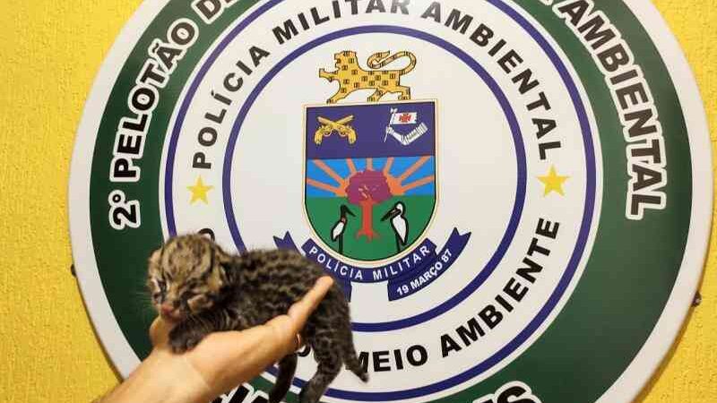 Polícia Militar Ambiental de Jardim (MS) recolhe filhote de jaguatirica socorrido por mulher à margem de estrada