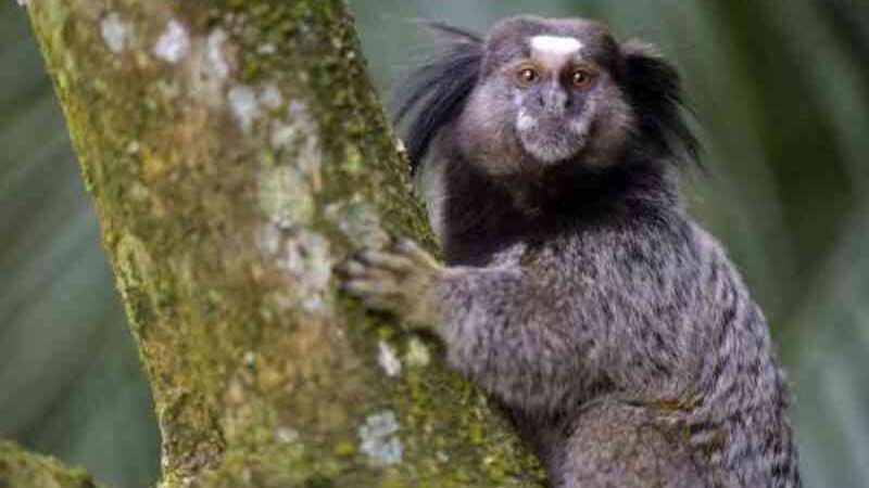 Mais seis macacos são encontrados mortos no Parque Mãe Bonifácia, em Cuiabá, MT