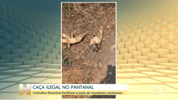 Após sofrerem com incêndios, animais são alvos de caça ilegal no Pantanal de MT