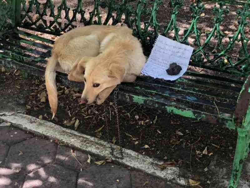 Menino abandona cachorro e escreve carta para salvá-lo de maus-tratos: ‘Cuidem muito bem dele’