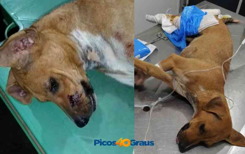 Cadela é atingida por tiro de espingarda no Piauí; suspeito está foragido