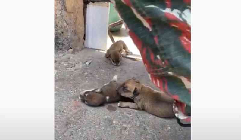 Polícia cumpre mandado e prende suspeita em morte de sete cachorrinhos deixados ao sol no PI
