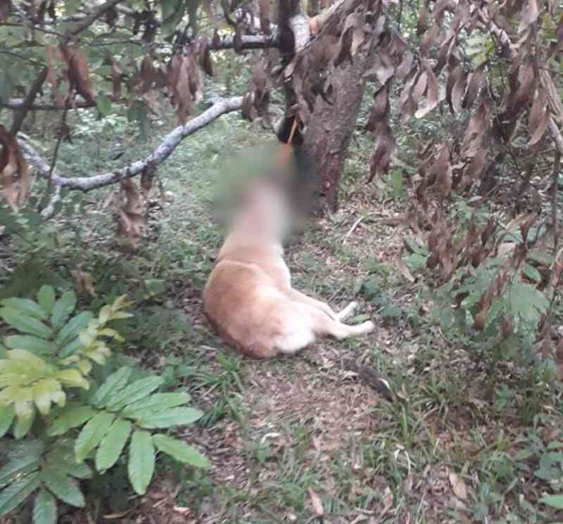 Absurdo: jovem de 22 anos mata cachorro enforcado em Candói, PR