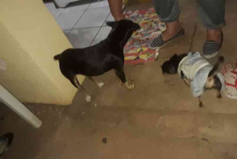 Moradores de diferentes bairros alertam para envenenamento de cães e gatos em Cascavel, PR