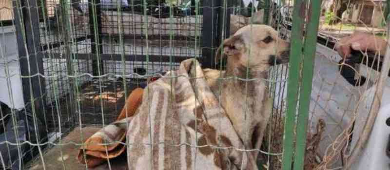 Homem é multado em R$ 12 mil por maus-tratos a cães em Maringá, PR