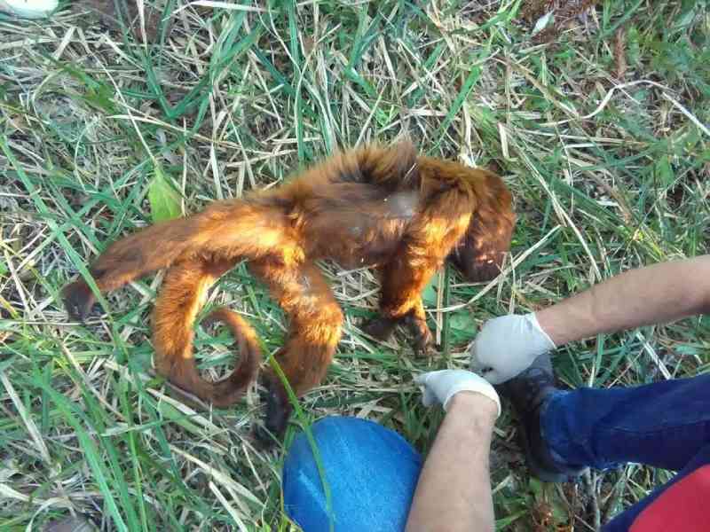 Macacos são encontrados mortos no sudoeste, e equipes de saúde suspeitam de febre amarela