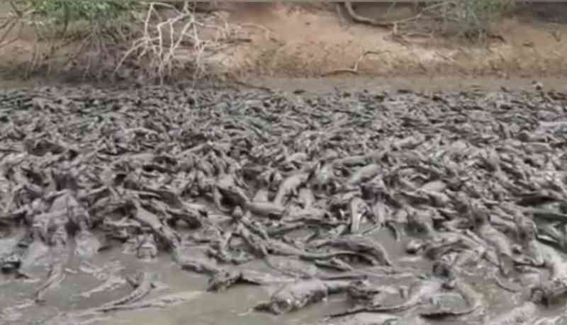 Vídeo: seca no Pantanal forma ‘rio’ de jacarés, que podem virar canibais por falta de comida