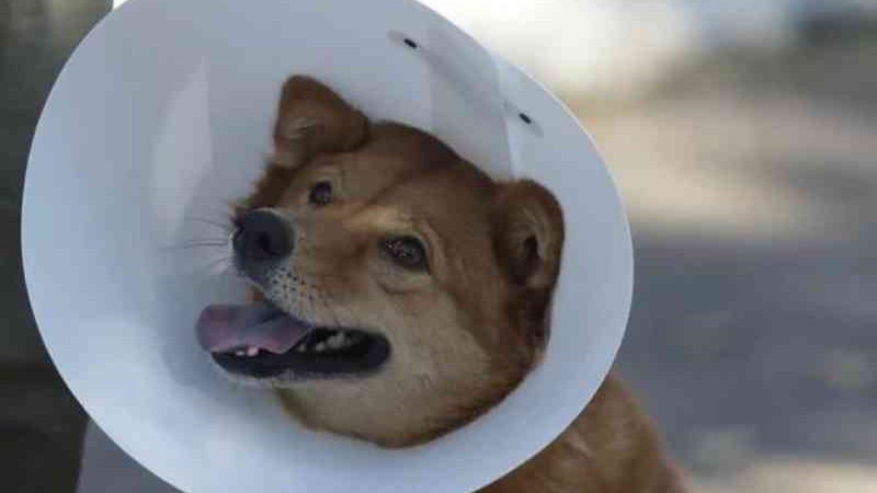 Mais de 6 mil vagas para castração gratuita de cães e gatos serão oferecidas em dezembro no Rio