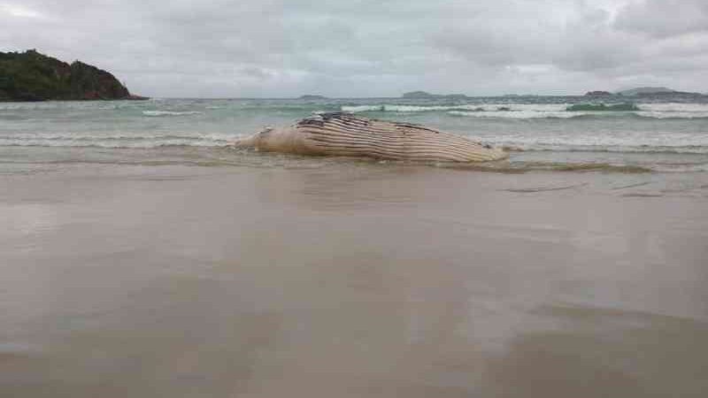 Baleia-jubarte é encontrada morta em praia de Búzios, no RJ