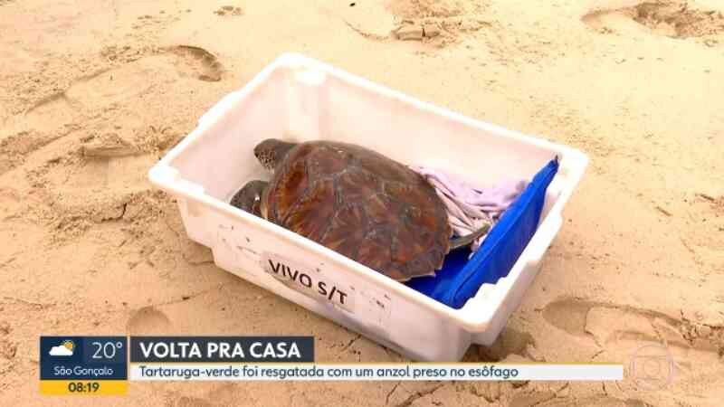 Tartaruga-verde resgatada com anzol preso no esôfago é solta na Praia de Itaipu, em Niterói (RJ), após reabilitação
