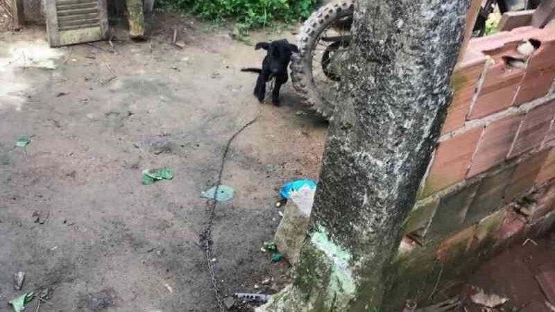 Tutor de cachorro é preso por manter animal em condições precárias em Paraty, RJ