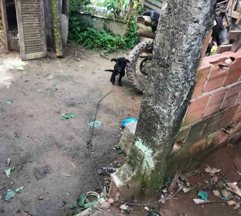 Tutor de cachorro é preso por manter animal em condições precárias em Paraty, RJ
