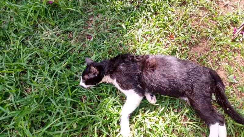 Doze gatos são encontrados mortos na sede da Prefeitura do Rio