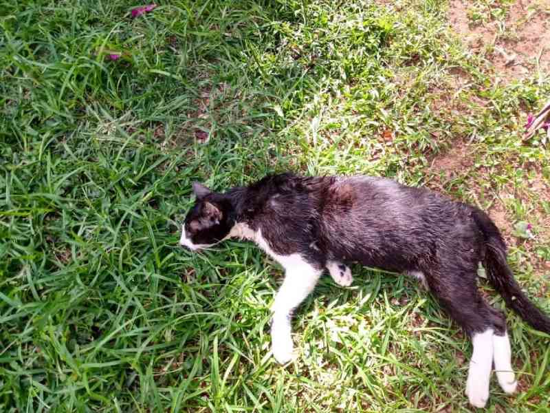 Gatos recém-nascidos são encontrados no lixo em Matinhos; polícia investiga, Paraná