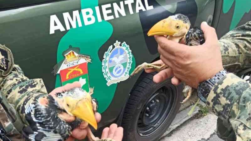 PM prende sete pessoas em ação contra o tráfico de animais silvestres no Rio