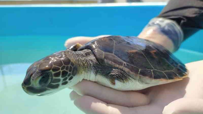 Filhote de tartaruga resgatado se recupera após ter nadadeira amputada e será devolvido ao mar