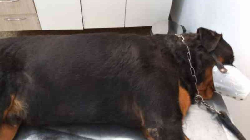 Morte de cães por envenenamento desafia moradores em Vilhena, RO; tutora relata agonia de rottweiler