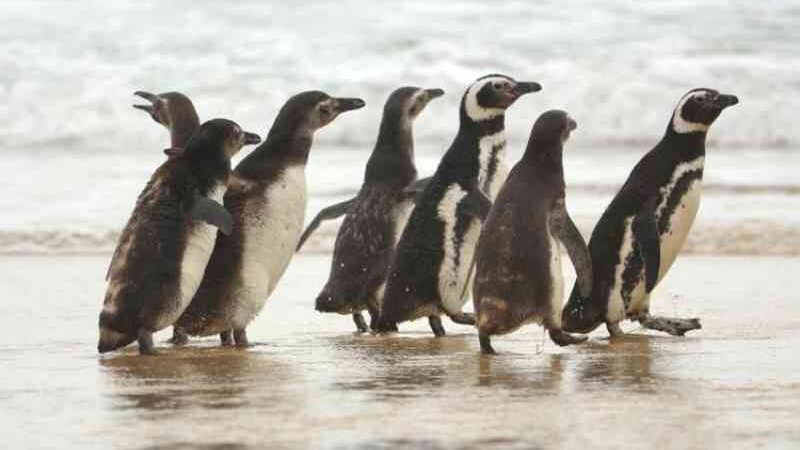 Novo grupo de pinguins é solto em praia de Florianópolis; são 50 animais recuperados no ano