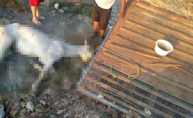 Homem é preso por maus-tratos a animal em Itajaí, SC; cavalo precisou ser sacrificado