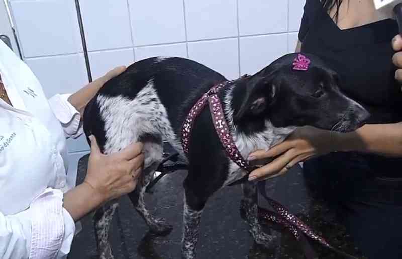 Hortolândia (SP) abre inscrições para novas etapas da campanha de castração gratuita de cães e gatos