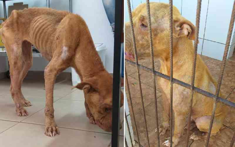 Pit bull resgatada em situação de maus-tratos em Jaú (SP) engorda 10 kg após tratamento; tutor segue preso