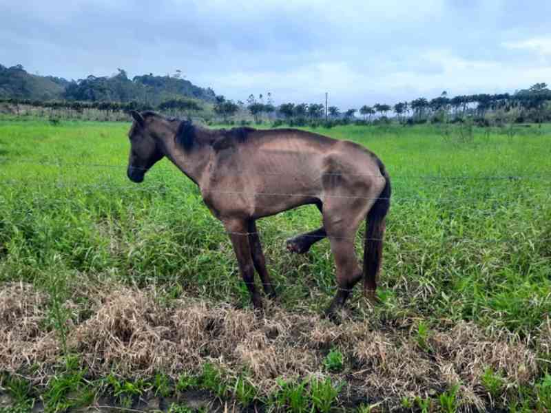 Polícia Ambiental resgata cavalo vítima de maus-tratos em Registro, SP