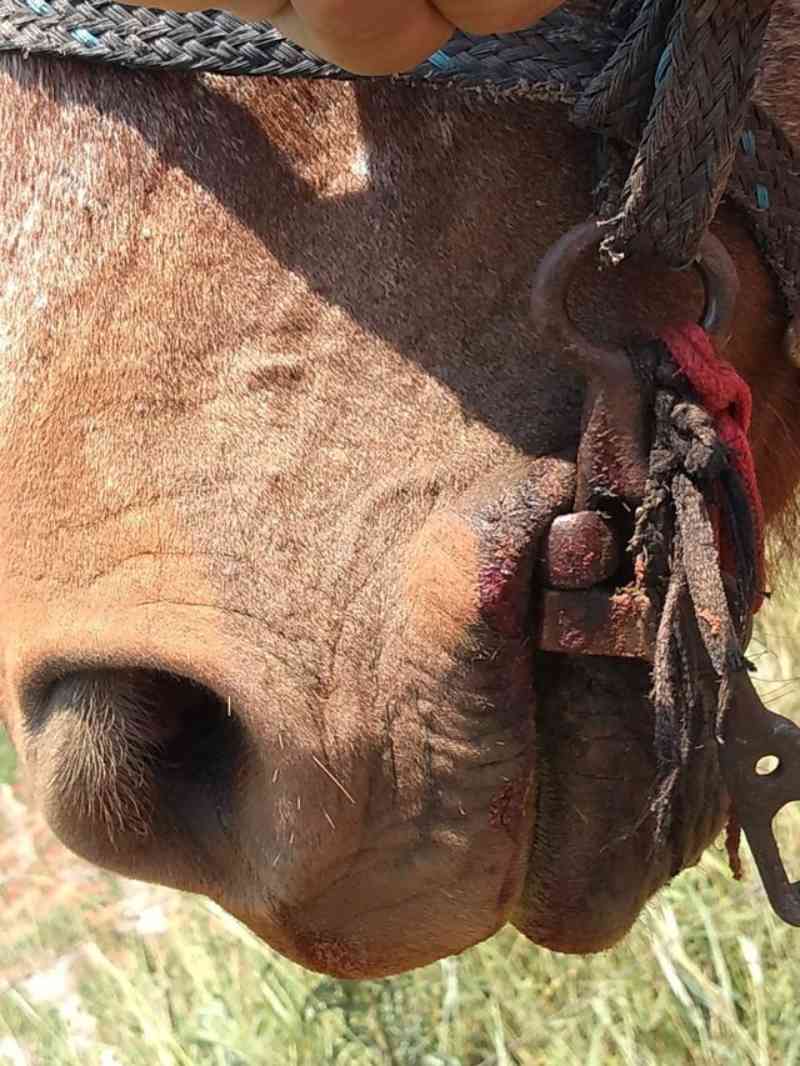 Homem é multado pela Polícia Ambiental em R$ 3 mil por maus-tratos a cavalo em Rosana, SP