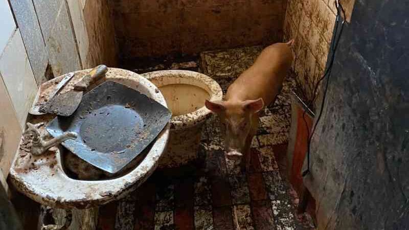Polícia prende homem que mantinha porco trancado em banheiro e cachorro morto na casa