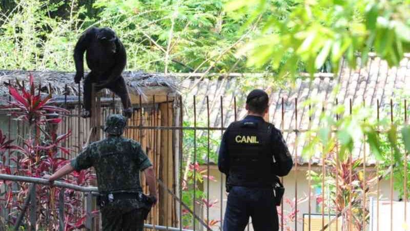 Chimpanzé escapa de recinto e mobiliza equipes em zoológico de Sorocaba, SP