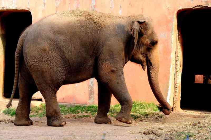 Morre a elefanta Haisa, que vivia no zoológico de Sorocaba (SP) desde 1995
