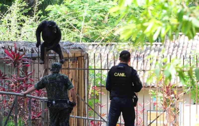 MP investiga fuga de chimpanzé que mobilizou 40 pessoas em zoológico de Sorocaba, SP