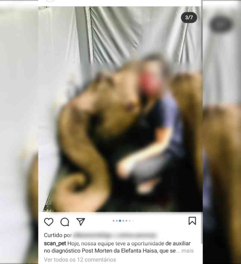 Perfil de empresa é atacado nas redes sociais após publicar selfie com elefanta Haisa morta, em Sorocaba, SP