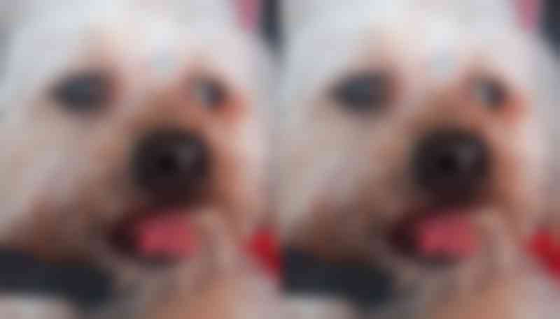 Cachorro tem língua cortada durante tosa em pet shop e tutora se revolta com os maus-tratos