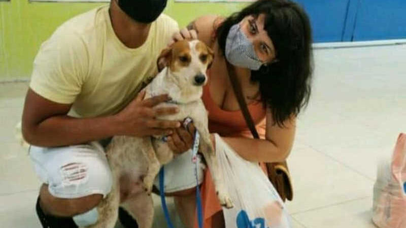 Cachorra que superou maus-tratos foge 3 dias após adoção no litoral de SP: ‘Angustiante’