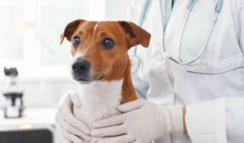 Estudante de medicina veterinária é denunciado por atender como profissional formado