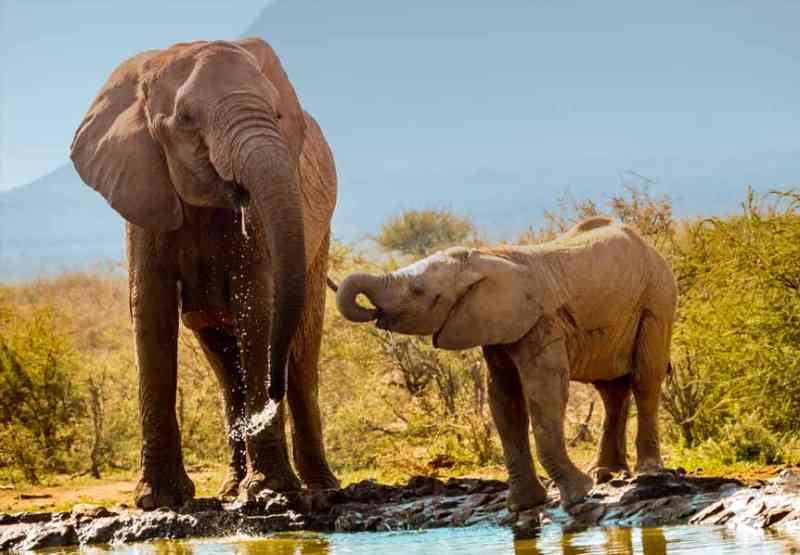 Em dias quentes, elefantes podem perder até 500 litros de água