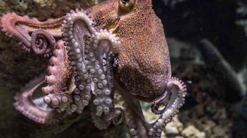 Os tentáculos dos polvos têm cérebros próprios – e vontade própria