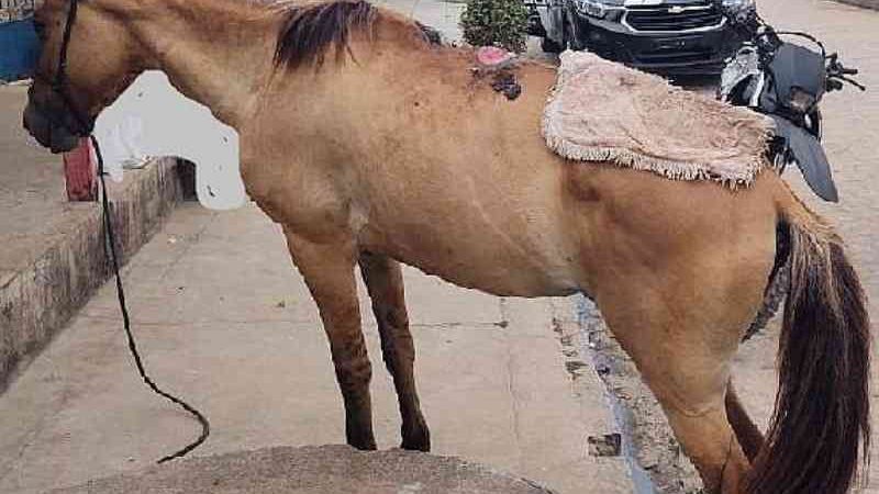 Polícia prende homem por maus-tratos a égua em Palmeira dos Índios, AL