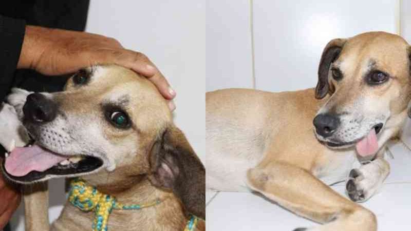 Cão que foi espancado por merendeiro em Manaus (AM) é adotado: ‘acabou o sofrimento meu filho’