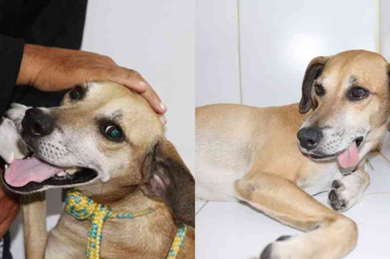 Cão que foi espancado por merendeiro em Manaus (AM) é adotado: ‘acabou o sofrimento meu filho’