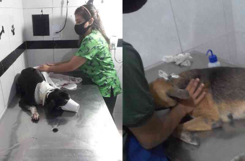 Suspeito de esfaquear gatos e cachorros é preso em Manaus, AM
