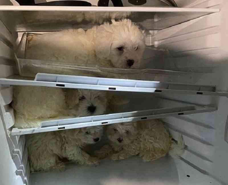 Filhotes de cachorro mantidos em geladeira são resgatados pela polícia