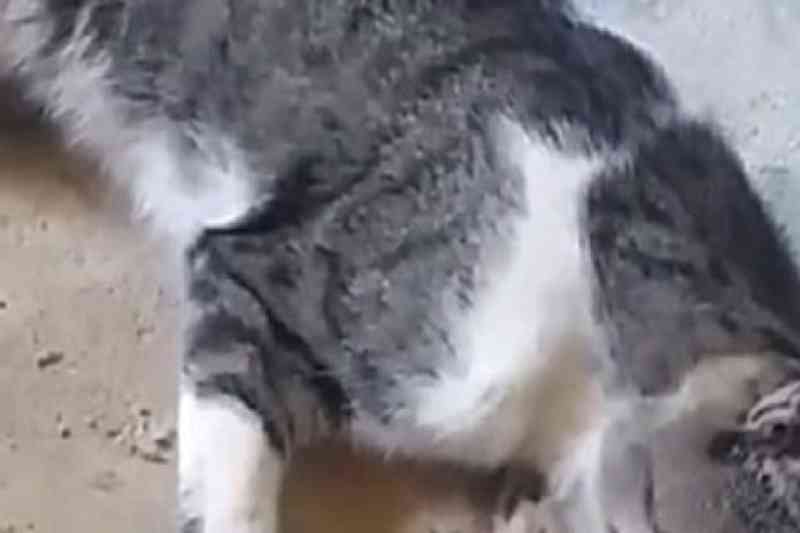 Cerca de 26 gatos morreram com suspeita de envenenamento em Brumado, BA