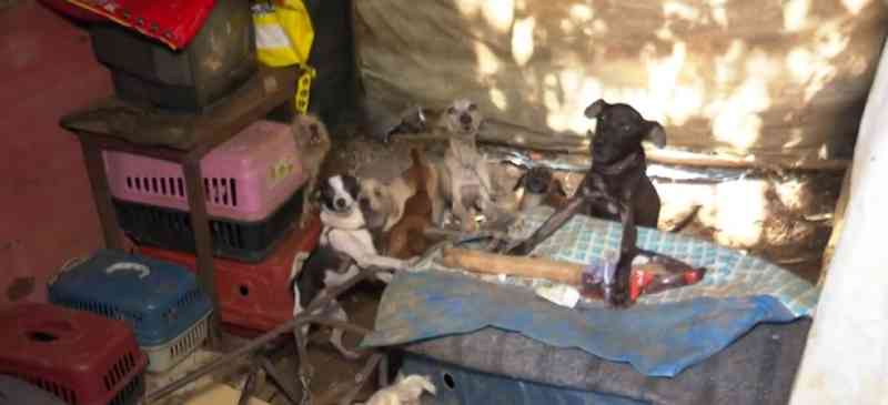 Trinta cães e gatos são resgatados após serem mantidos presos, acorrentados e quase sem alimentação no sul da Bahia