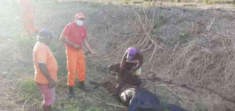 Corpo de Bombeiros resgata cavalo que havia caído em cacimba, em Pacatuba, CE