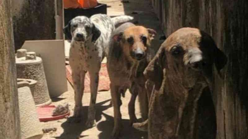 Fortaleza: mãe e filha são autuadas por maus-tratos contra 10 cães na Aldeota com base na Lei Sansão