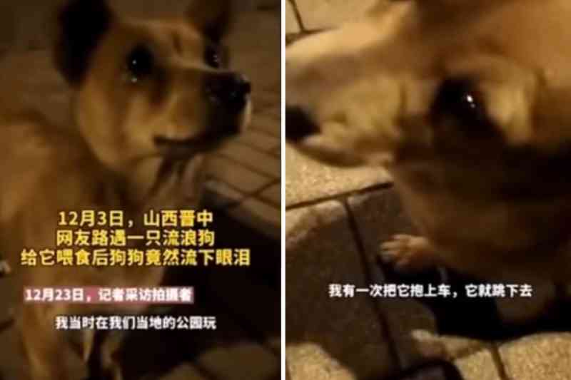 Vídeo comovente: cão ‘chora’ ao receber comida de estranho