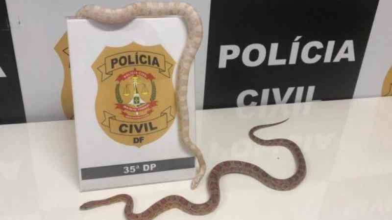 Universitária é presa por manter cobras norte-americanas em cativeiro no DF